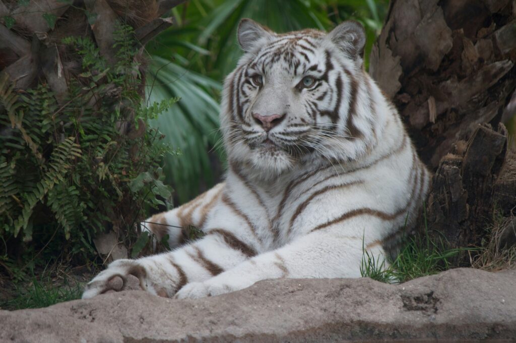 busch gardens tampa